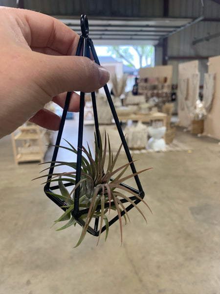 Hanging Airplant